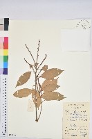 橿葉柯藏品圖，第1張