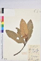 黧蒴栲藏品圖，第1張