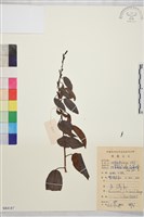 大黃鱔藤藏品圖，第1張