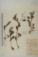茯苓菜藏品圖，第1張