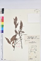 米飯花藏品圖，第1張