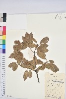 紫玉盤柯藏品圖，第1張