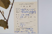 長毛八角楓藏品圖，第2張
