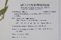 狹葉爵床藏品圖，第2張