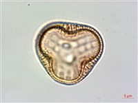 狹葉爵床藏品圖，第2張