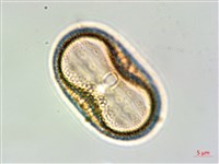 狹葉爵床藏品圖，第3張