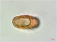 狹葉爵床藏品圖，第4張