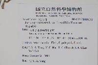 狹葉爵床藏品圖，第5張