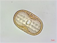 狹葉爵床藏品圖，第2張