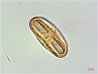 狹葉爵床藏品圖，第3張