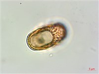 狹葉爵床藏品圖，第4張