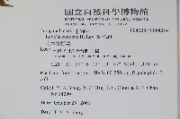 大本山梗菜藏品圖，第2張