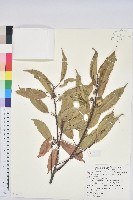 青剛櫟、鐵椆藏品圖，第1張