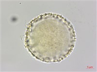 山胡椒藏品圖，第2張