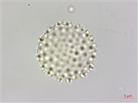 山胡椒藏品圖，第3張