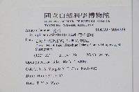 假千日紅藏品圖，第2張