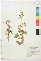 石龍芮藏品圖，第1張