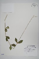 假川牛膝藏品圖，第1張