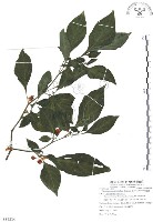 龍珠藏品圖，第1張