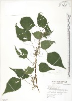 青苧麻藏品圖，第1張