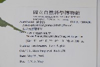 長花九頭獅子草、山藍藏品圖，第2張