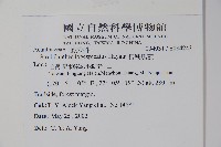 長穗馬藍藏品圖，第2張