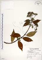 華八仙藏品圖，第1張