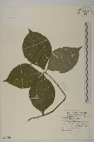 臺灣及己藏品圖，第1張