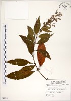 水金京藏品圖，第1張