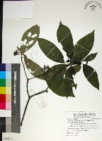 薄葉玉心花藏品圖，第1張