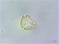 細脈赤楠藏品圖，第1張