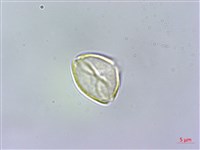 細脈赤楠藏品圖，第2張