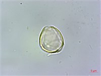 細脈赤楠藏品圖，第3張