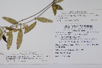 臺灣牛皮消、臺灣白薇藏品圖，第2張
