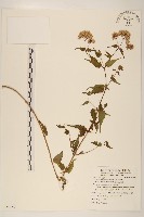田代氏澤蘭藏品圖，第1張