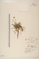 香茹藏品圖，第1張