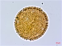 縮葉黃細心藏品圖，第2張