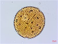 縮葉黃細心藏品圖，第3張