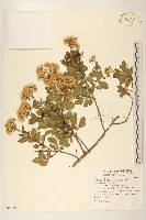 鯽魚膽、闊苞菊藏品圖，第1張