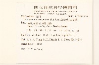 線球菊、田基黃藏品圖，第2張