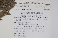 伏毛天芹菜藏品圖，第2張