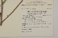 欖李藏品圖，第5張