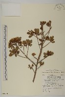 欖李藏品圖，第1張