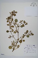 假海馬齒藏品圖，第1張