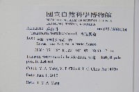 假海馬齒藏品圖，第2張