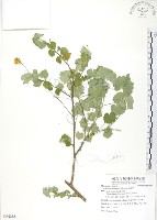 冬葵子藏品圖，第1張