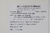 臺灣紅榨槭藏品圖，第2張