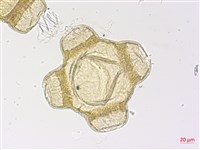 黃花月見草藏品圖，第1張