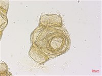 黃花月見草藏品圖，第2張