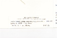 玉山筷子芥藏品圖，第3張